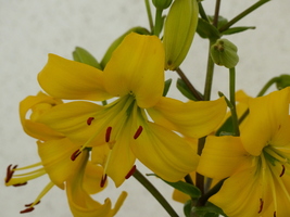 Foto: Dr. Peter Müller